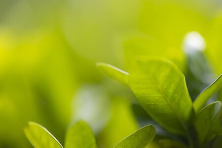 Tree leaf background and texture, solf focus with macro lense.