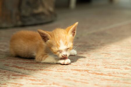 Cute little red kitten or baby cat sleeps outdoor with sunlight on the floor.の写真素材