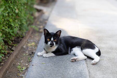 Cute black and white cat sleep on the way in outdoor public park.の写真素材