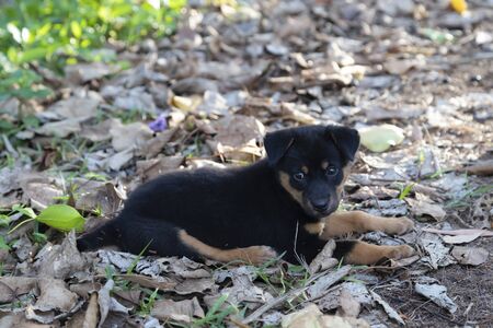 Black puppy dog sleep alone on street road.の写真素材
