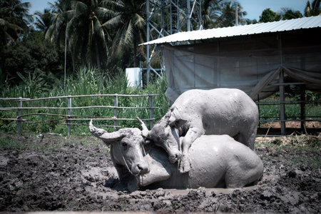 baby buffalo praying to his mother in muddy field.