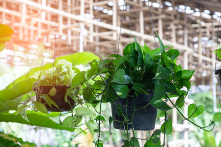 Hanging betel saplings decorate the garden.の写真素材