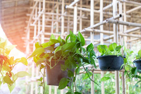 Hanging betel saplings decorate the garden.の写真素材