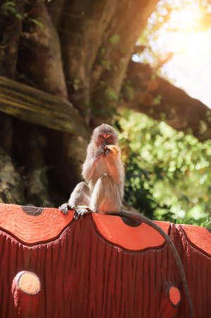Baby monkey eating bananas under a big tree during daytime, wildlife concept.の写真素材