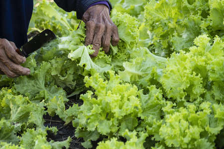 Hands of an elderly farmer in the countryside picking vegetables in the vegetable plot in the morning.の写真素材