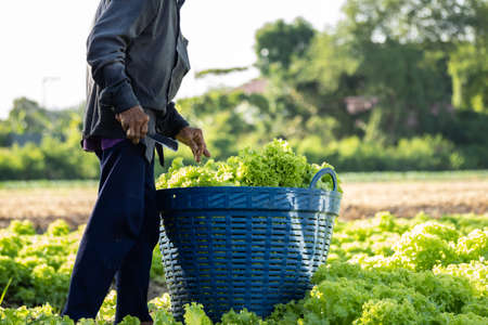 Farmer in the countryside with vegetables in the vegetable plot in the morning.の写真素材