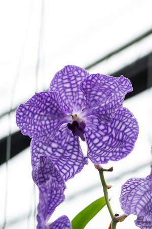 purple orcidの写真素材