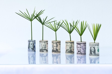 Dollar growing up as the plantの写真素材