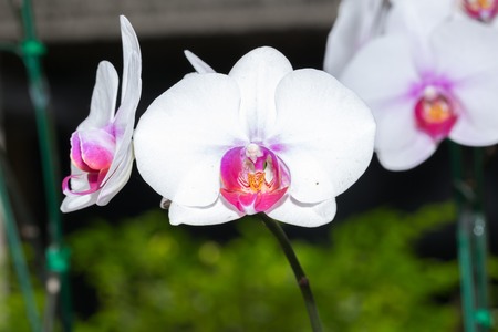 Stack of spa stones with orchid flower  whiteの写真素材