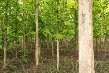 forest  teakの写真素材
