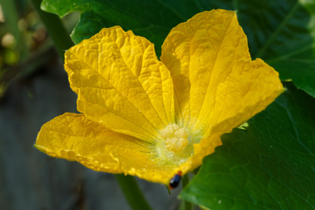Pumpkin flower in vegetable plantの写真素材