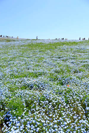 Nemophila, flower field at Seaside Park in spring, Japan, selected focus on foregroundのeditorial素材