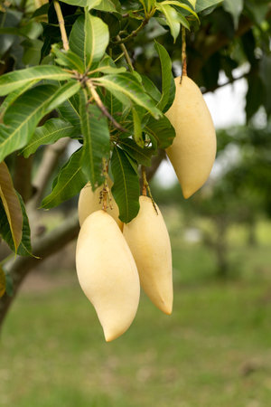 Organic Nam Dok Mai thai Mangoes, Sweet, tasty, refreshing.It is the most popular mango variety in...