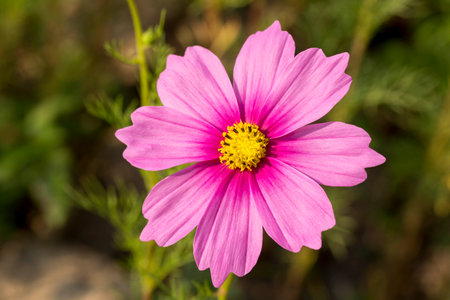 Cosmos pink flower blossom at garden in  the morning.の写真素材