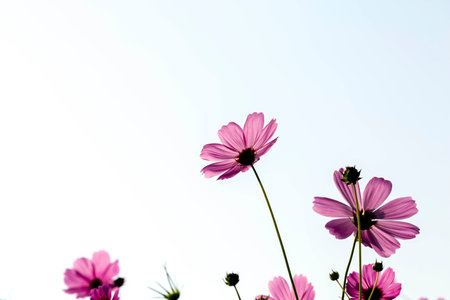Purple, pink cosmos flowers in the garden with soft blur background in pastel retro vintage style. Cosmos flower (Cosmos Bipinnatus) with blurred background.の写真素材