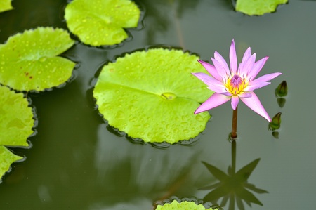Pink water lily in the lakeの写真素材