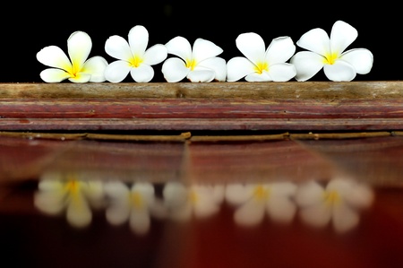 A row of plumerias on the groundの写真素材