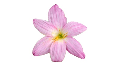 A pink flower on white backgroundの写真素材