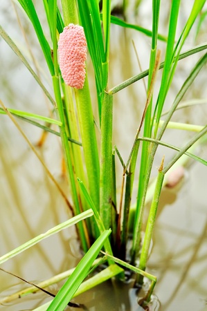 Egg of golden apple snail with paddyの写真素材