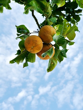 Santol, wild mangosteenの写真素材