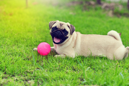 Happy cute Pugの写真素材