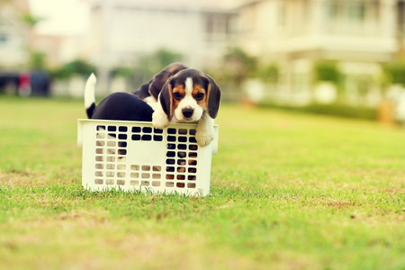 Cute Beagles in basketの写真素材