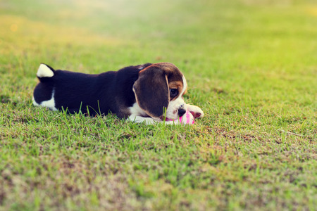 Young Beagle playing with ball in gardenの写真素材