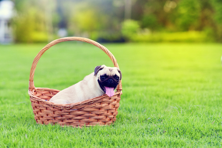 Cute fat Pug in gardenの写真素材