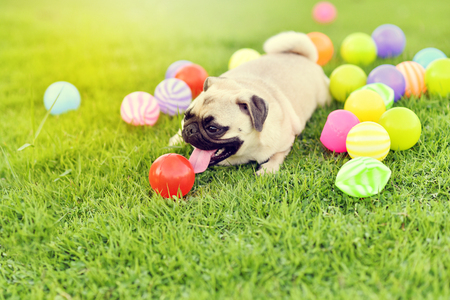 Cute fat Pug playing with ball in gardenの写真素材