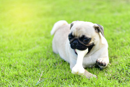 Little Pug eating a bone in gardenの写真素材