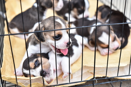 Cute little Beagles in dog cage for saleの写真素材