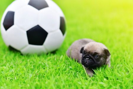 Baby brown Pug three weeks age with football in gardenの写真素材