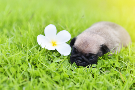 Cute baby Pug sleeping on grass with flower, close upの写真素材