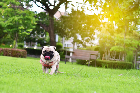 Cute fat brown Pug walking in gardenの写真素材