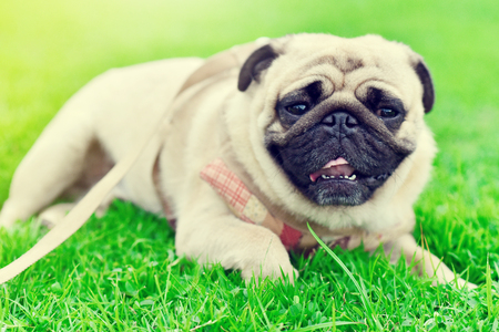 Cute brown fat Pug feel tired in gardenの写真素材