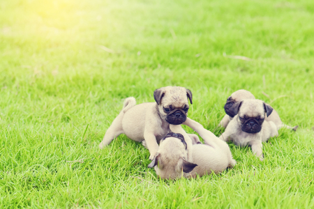 Cute puppy brown Pugs playing together in green lawnの写真素材