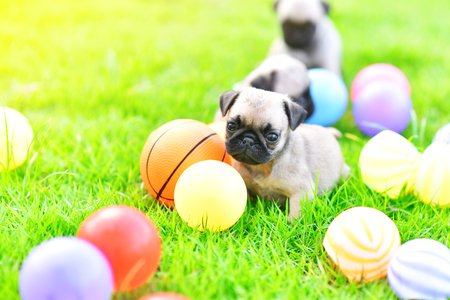 Cute puppy brown Pug playing with ball in green lawnの写真素材
