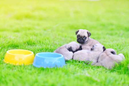 Cute puppies Pug sleeping together in green lawn after eat feedの写真素材