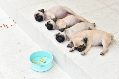 Cute puppies Pug sleeping together in front of house after eat feedの写真素材