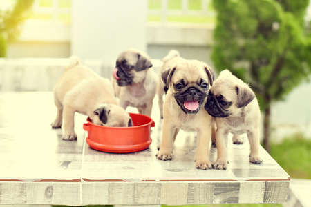 Cute puppies Pug playing together on marble tableの写真素材