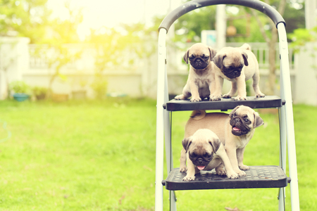 Cute puppies brown Pug standing on stairの写真素材
