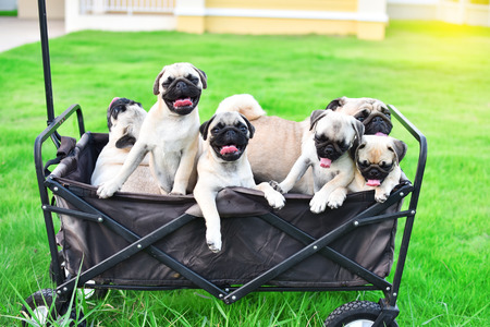 Cute Pug family playing together in truckの写真素材
