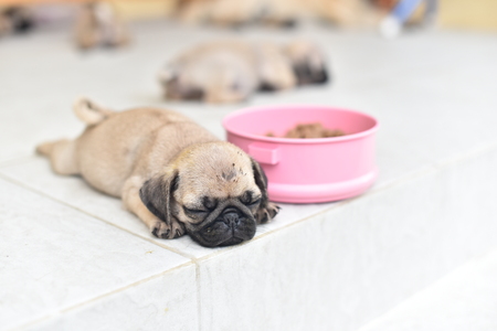 Cute puppy Pug sleeping in front of house after eat feedの写真素材