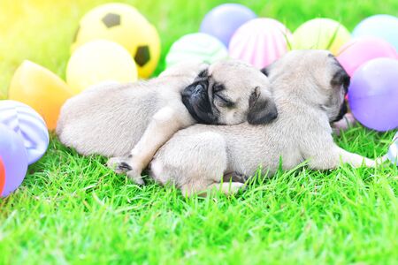 Cute puppies Pug sleeping together in green lawn after eat feedの写真素材