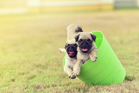 Cute puppies brown Pug playing in green bucketの写真素材