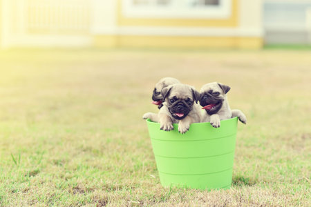 Cute puppies brown Pug playing in green bucketの写真素材