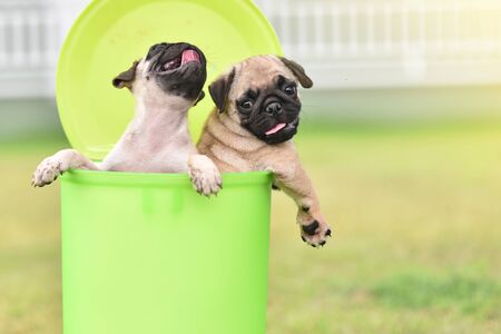 Cute puppy brown Pug playing in green binの写真素材