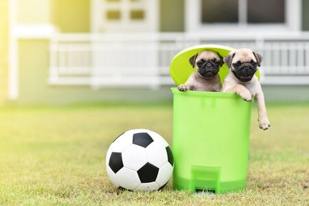 Cute puppies Pug in green bin with footballの写真素材