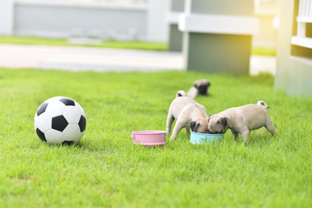 Cute puppies Pug eating goat milk in dog bowlの写真素材
