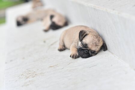 Cute puppy Pug sleeping in front of houseの写真素材
